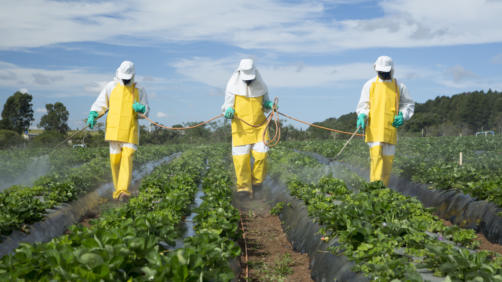 Los pesticidas en los alimentos producen cáncer